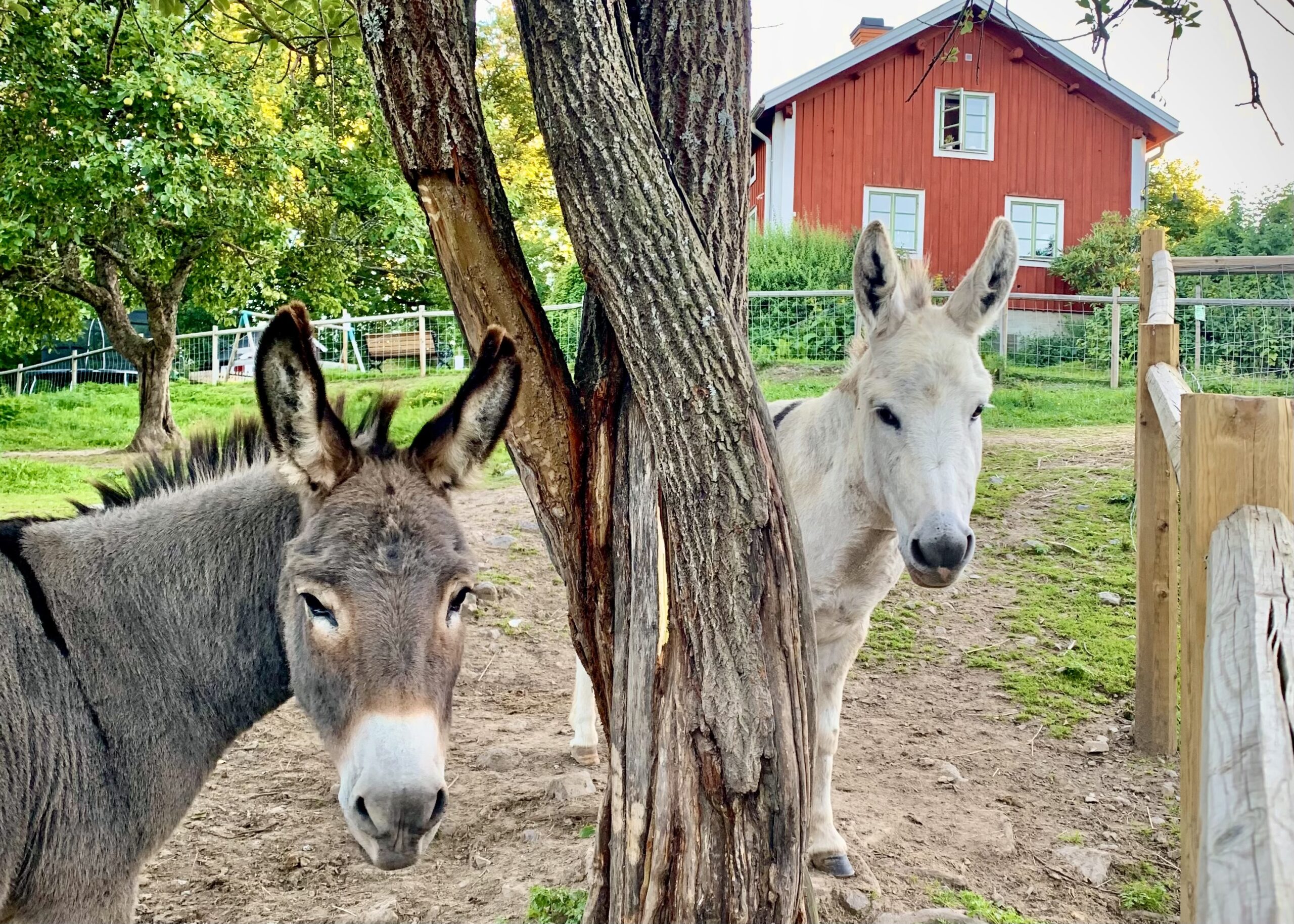 Åsnor