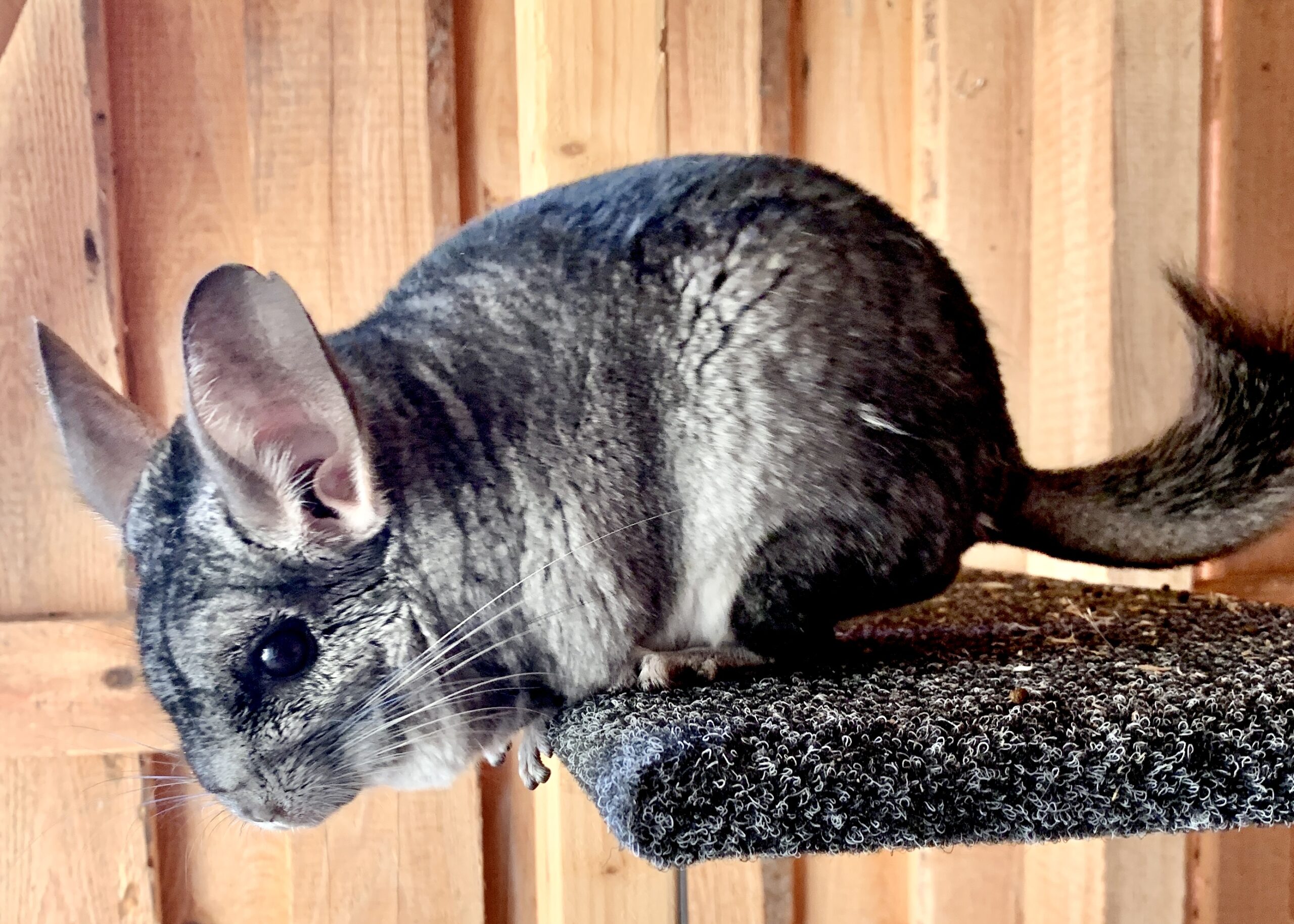 Chinchilla
