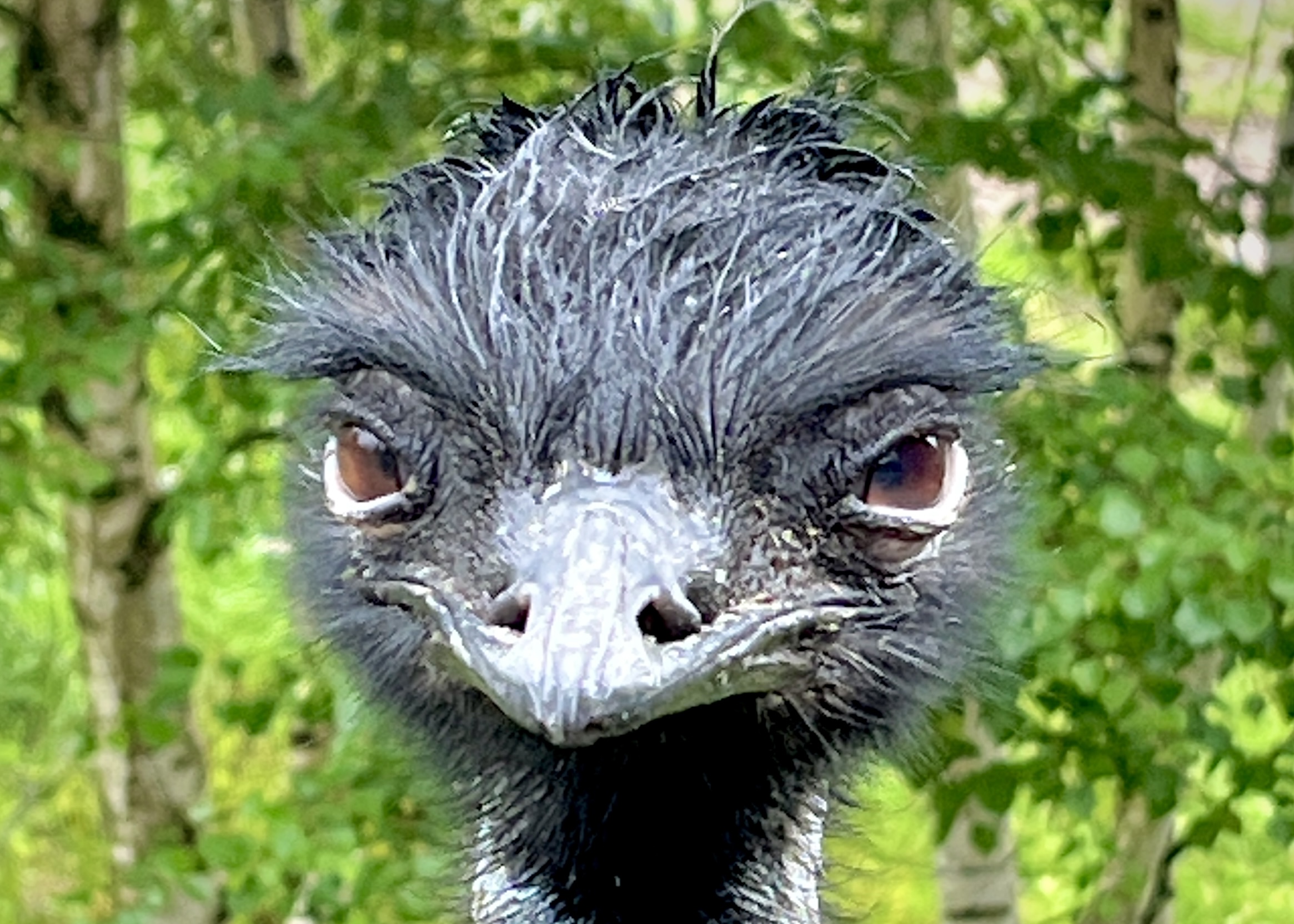 Emu