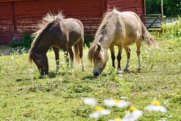 Minihästar